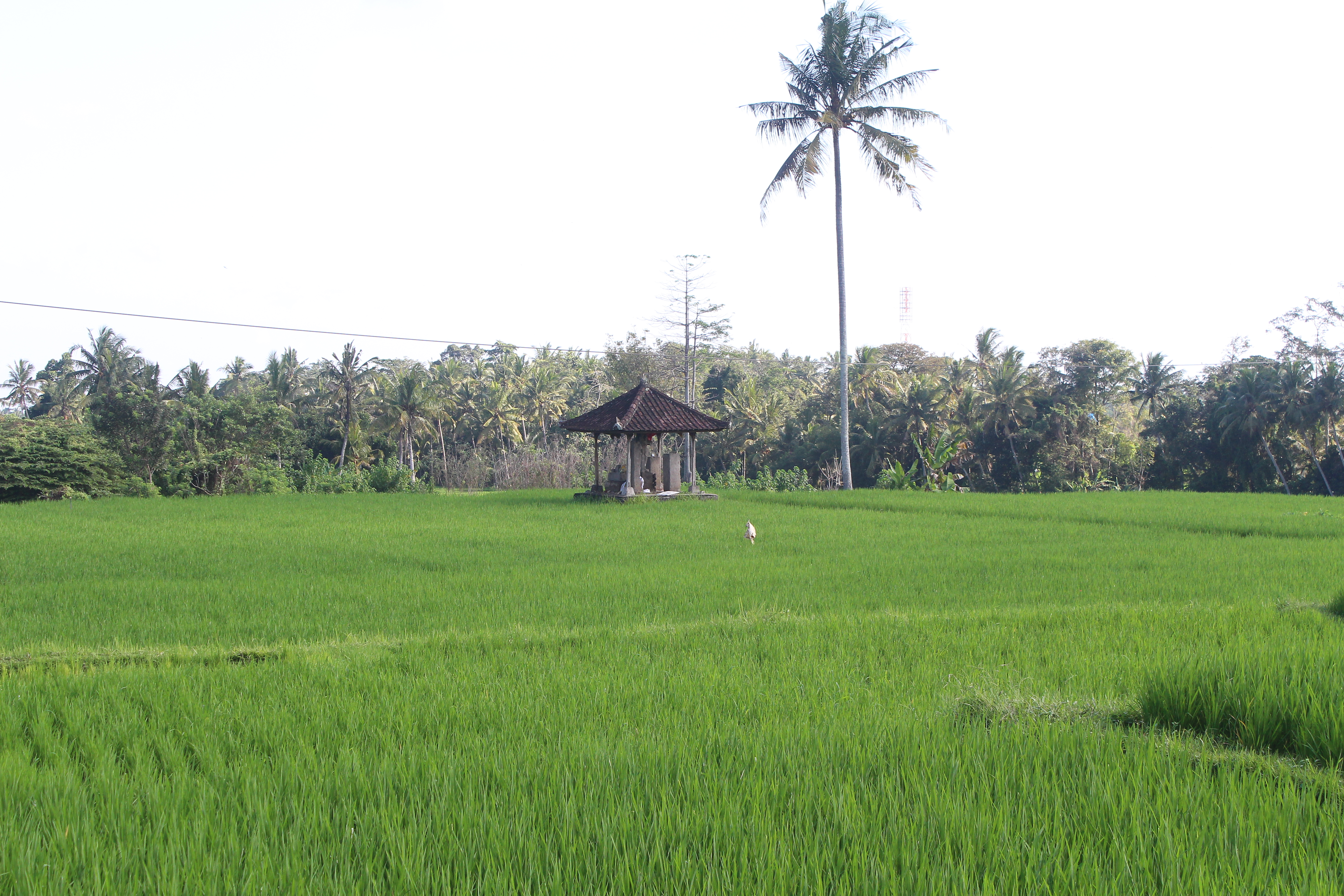 Rice fields with pavilion