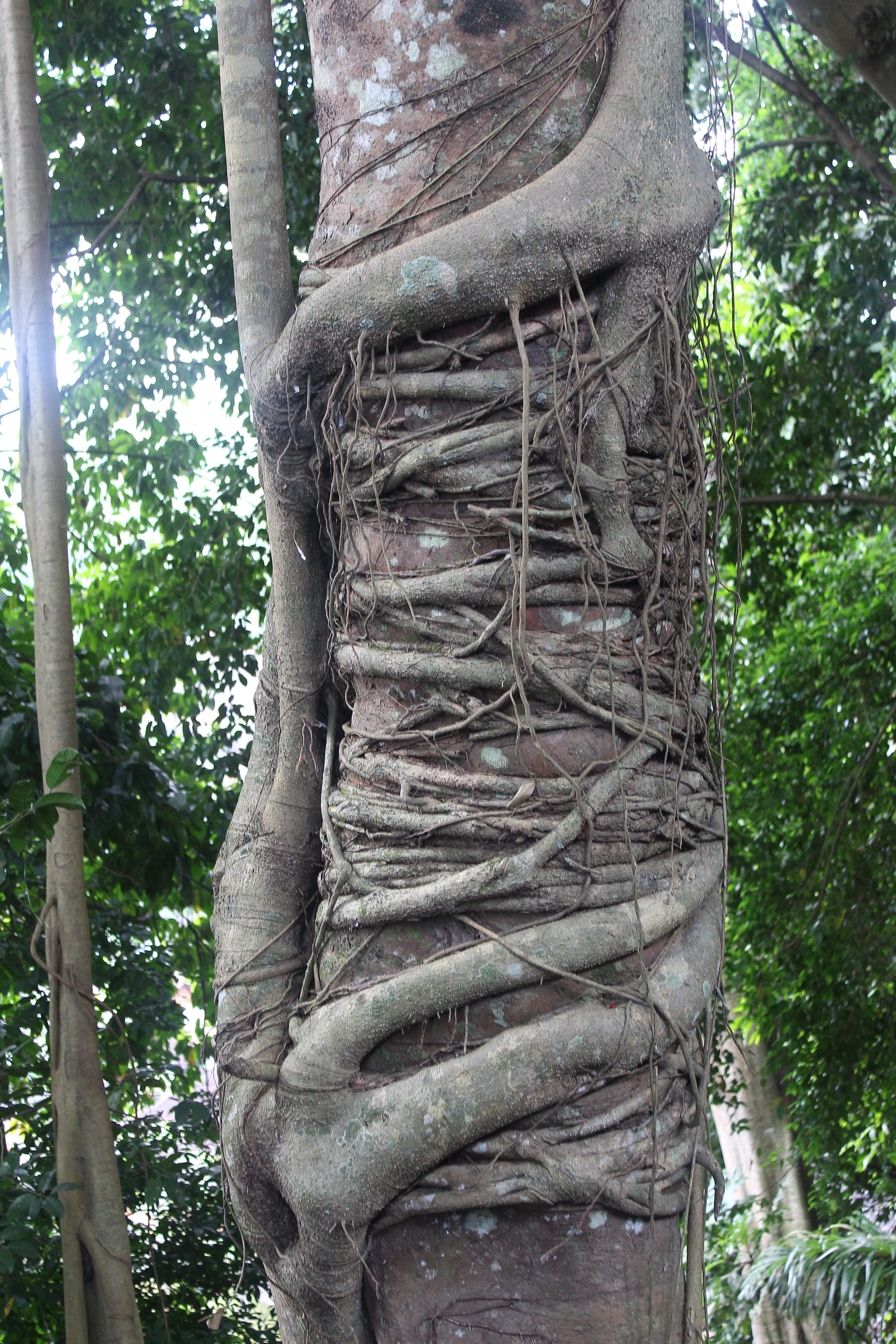 Tree wound with vines