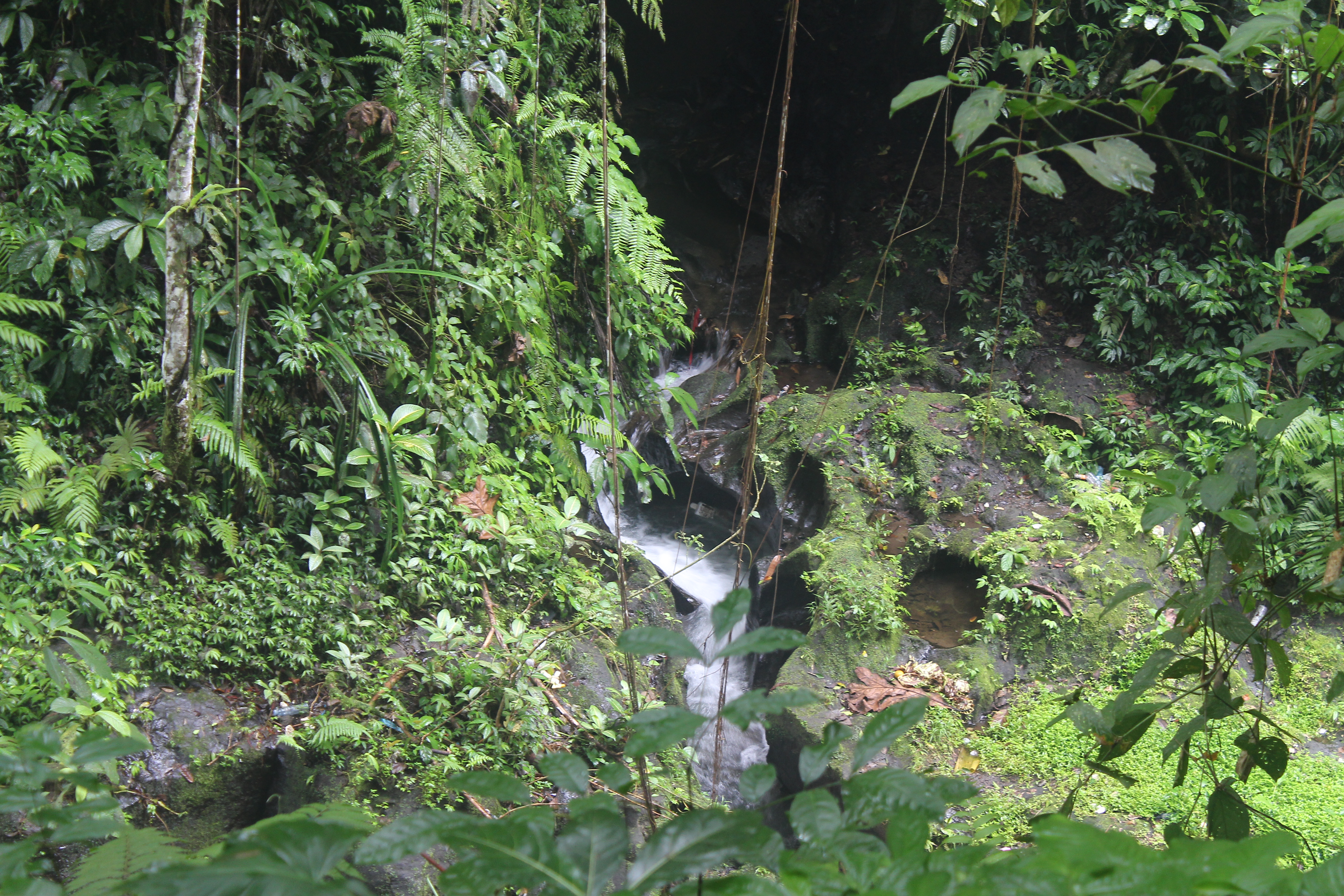 Jungle ravine