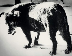 A black and white photo of a dog looking back towards the camera