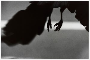 a black and white photo, feet of a crow
