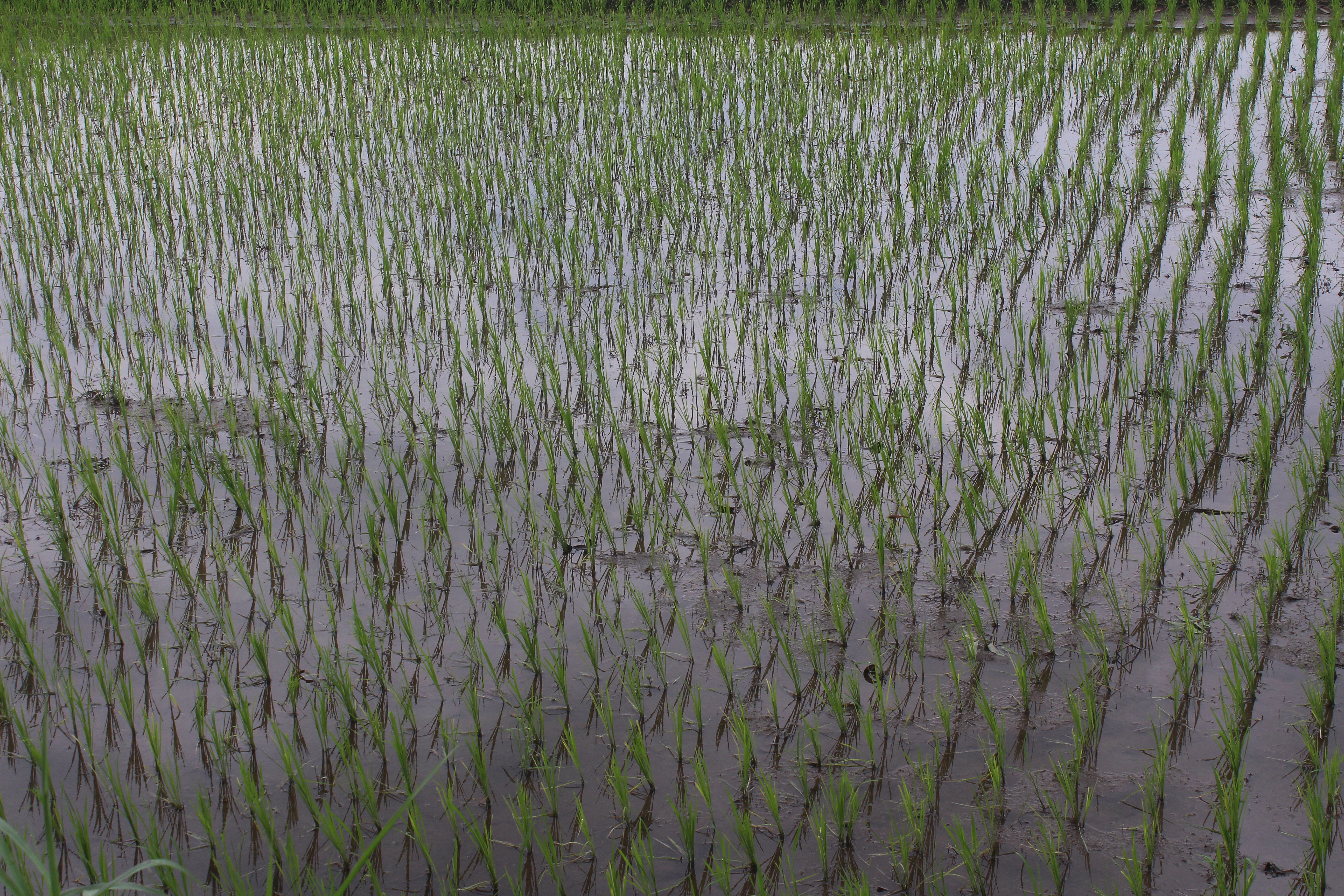 Wet rice paddy close up
